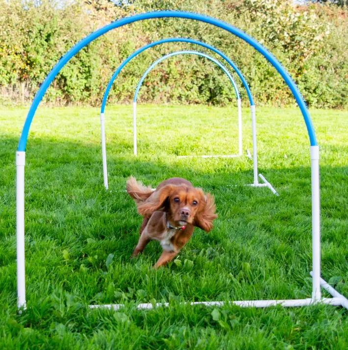 1 To 1 Training for Dogs