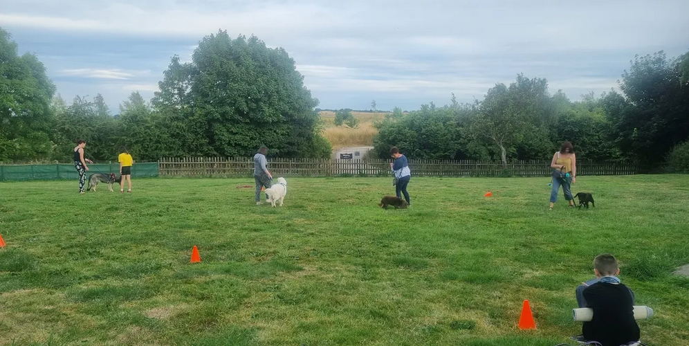 1 To 1 Training for Dogs