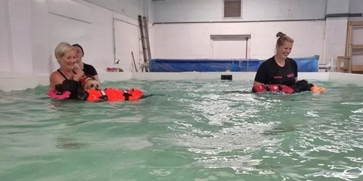1 To 1 Training for Dogs