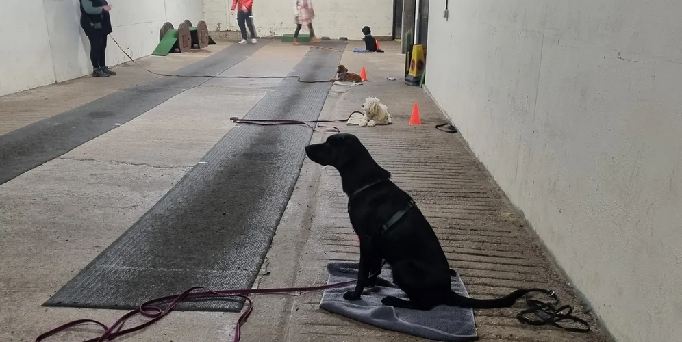1 To 1 Training for Dogs