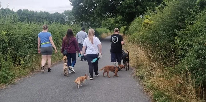 1 To 1 Training for Dogs
