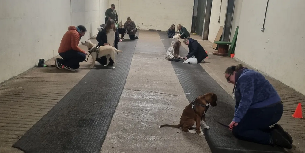 1 To 1 Training for Dogs