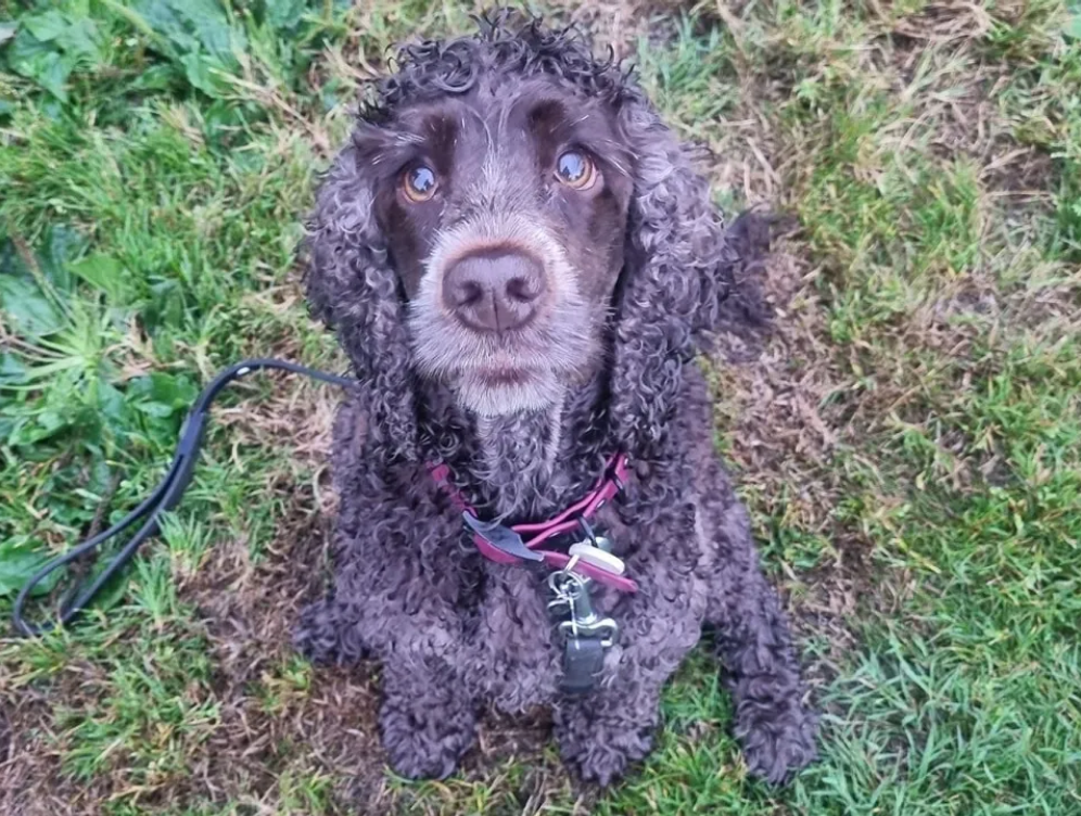 1 To 1 Training for Dogs