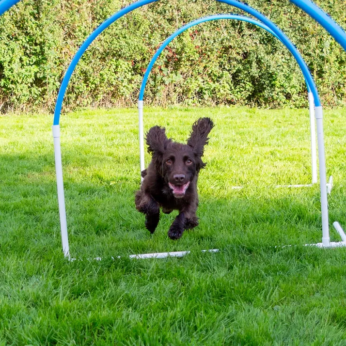 1 To 1 Training for Dogs
