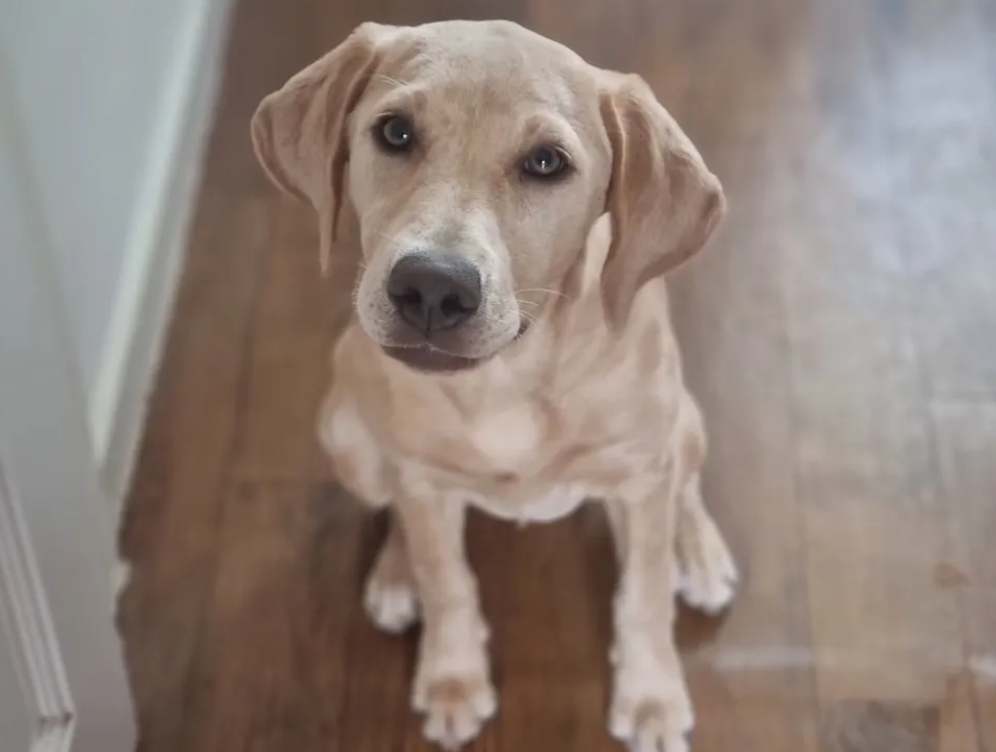 1 To 1 Training for Dogs