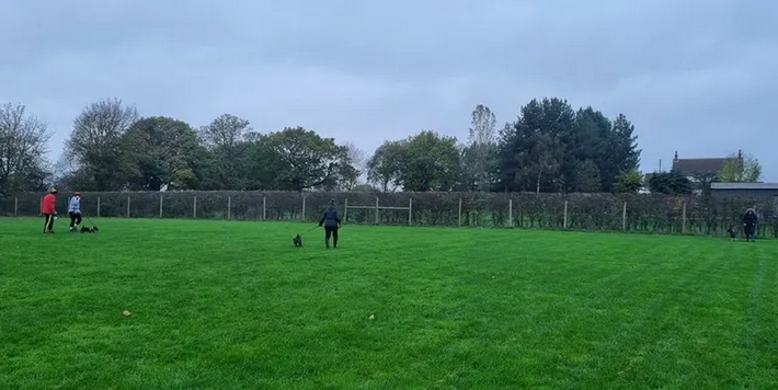 1 To 1 Training for Dogs